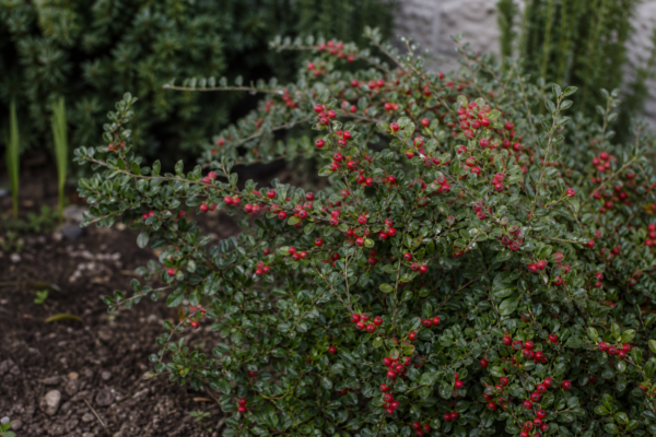 Bârcoace (Cotoneaster horizontalis) – tot ce trebuie să știi despre plantare și îngrijire
