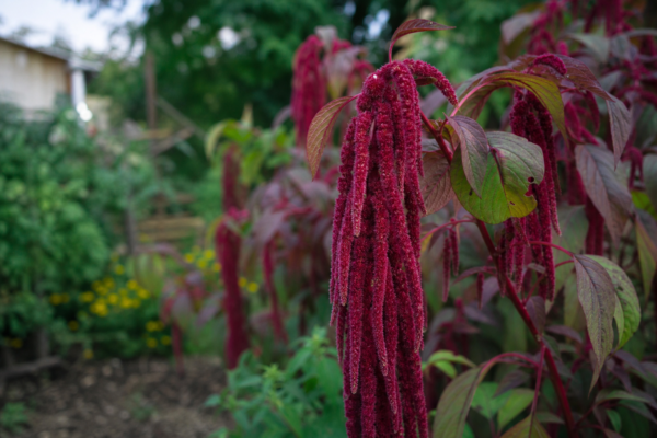 Moțul curcanului (Amaranthus caudatus) – plantare, îngrijire și greșeli de evitat