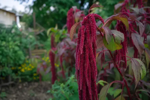 Moțul curcanului (Amaranthus caudatus) – plantare, îngrijire și greșeli de evitat