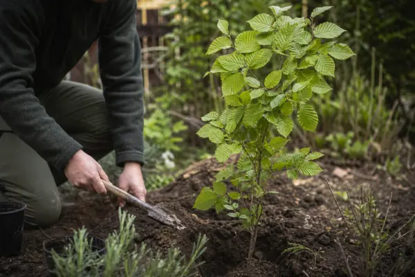 Carpen (Carpinus betulus) – ghid practic de plantare și îngrijire