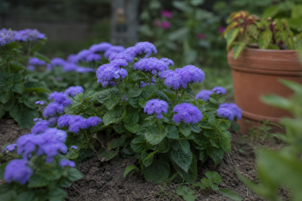 Ageratum (Ageratum houstonianum) – sfaturi pentru plantare, creștere și întreținere