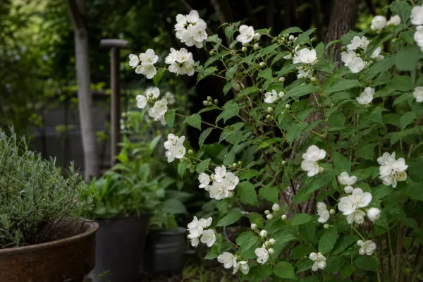 Lămâiță (Philadelphus coronarius) – sfaturi pentru plantare, creștere și întreținere