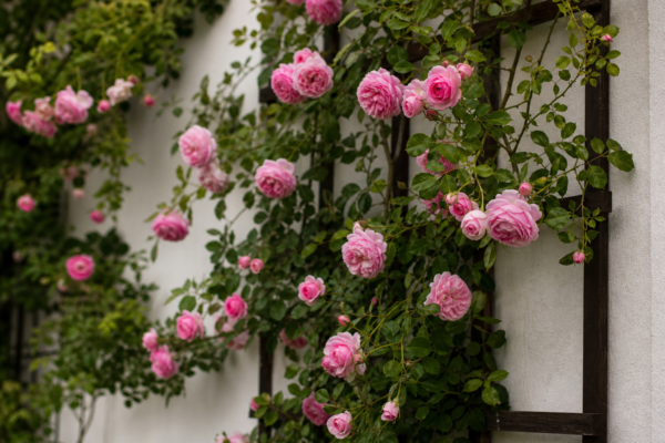 Trandafirul cățărător (Rosa climbing): plantare, susținere și întreținere