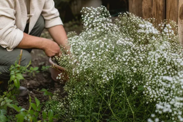 Floarea miresei (Gypsophila paniculata) – condiții de creștere, plantare și îngrijire
