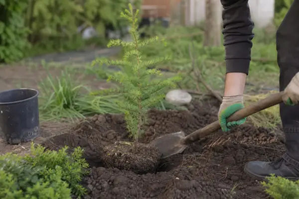 Zadă (Larix decidua) – plantare, îngrijire și greșeli de evitat