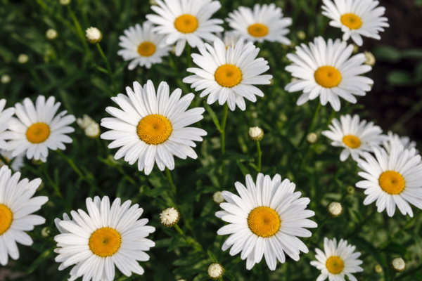 Margareta (Leucanthemum vulgare): cum se plantează și cum se întreține