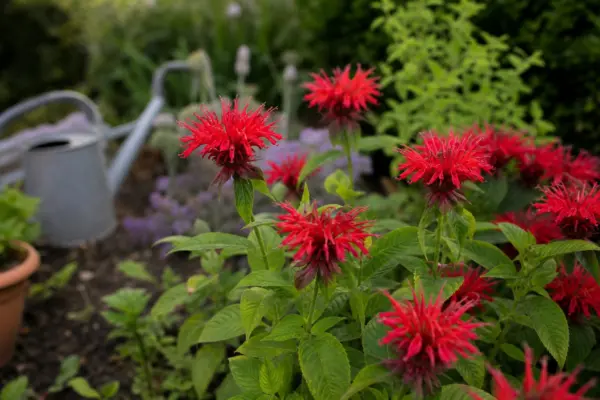 Monarda (Monarda didyma) – sfaturi pentru plantare, creștere și întreținere