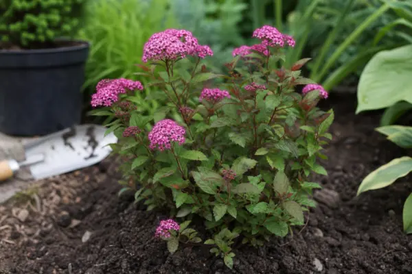Cununiță (Spiraea japonica) – plantare, udare și întreținere