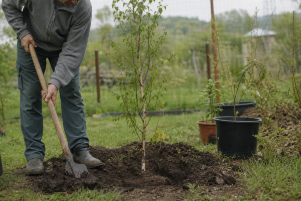 Mesteacăn (Betula pendula): cum se plantează și cum se îngrijește corect