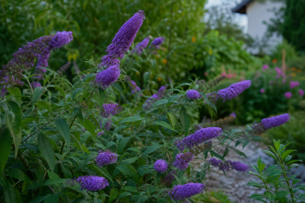 Liliac de vară (Buddleja davidii): cum se plantează și cum se îngrijește corect