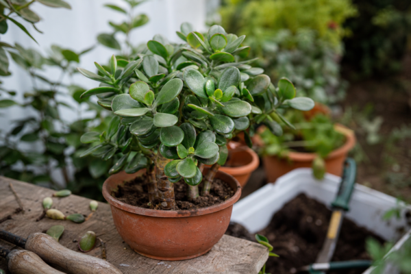 Arborele de jad (Crassula ovata) – de la plantare la întreținerea de zi cu zi