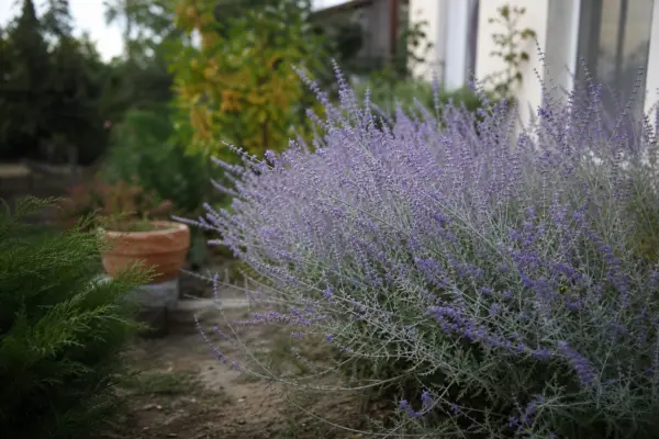 Lavandă rusească (Perovskia atriplicifolia) – plantare și îngrijire pas cu pas