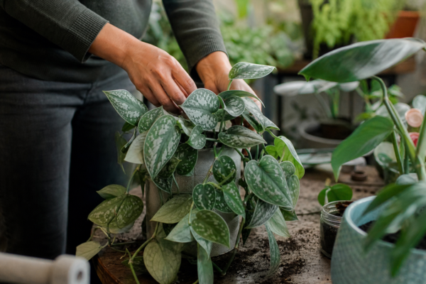 Scindapsus argintiu (Scindapsus pictus) – de la plantare la întreținerea de zi cu zi
