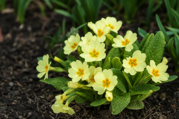 Primula (Primula vulgaris): ghid practic de plantare și îngrijire