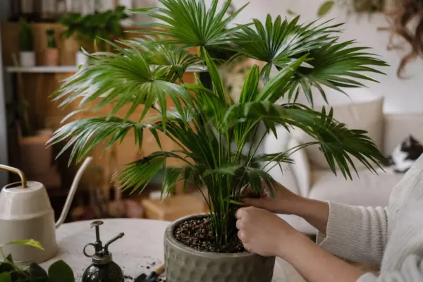 Palmier de cameră (Chamaedorea elegans) – tot ce trebuie să știi despre plantare și îngrijire