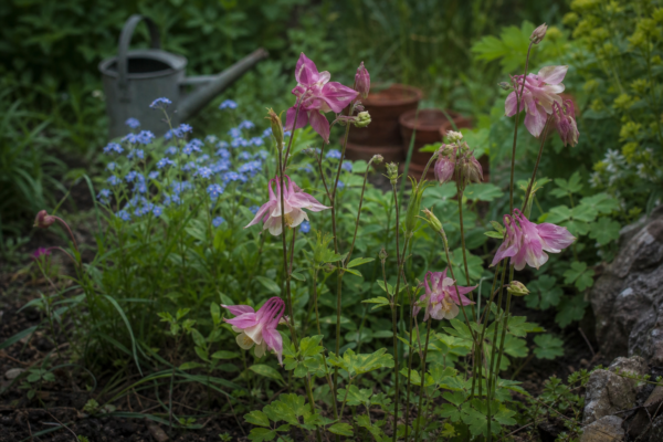 Căldărușa (Aquilegia vulgaris) – tot ce trebuie să știi despre plantare și îngrijire