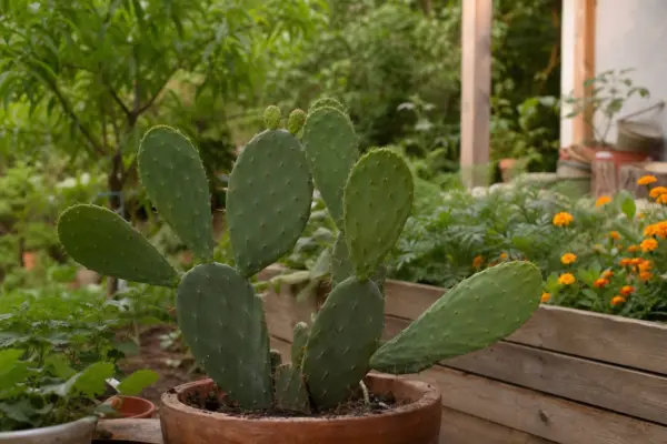 Limba-soacrei (cactus) (Opuntia microdasys) – plantare, îngrijire și greșeli de evitat