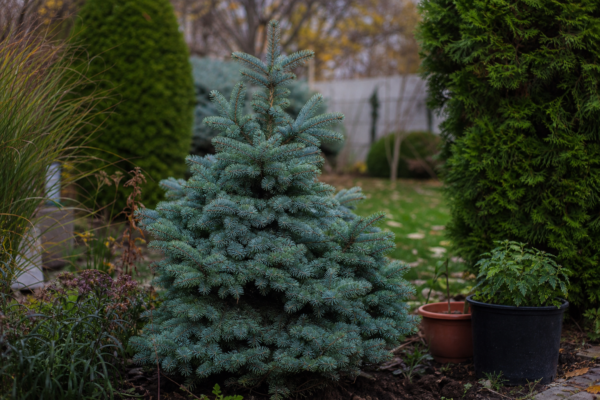 Molid argintiu (Picea pungens) – sfaturi de plantare și îngrijire