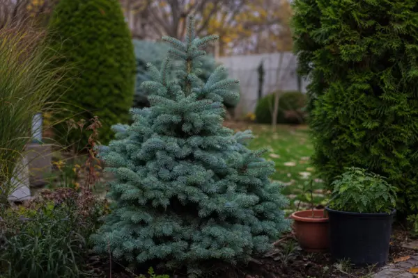 Molid argintiu (Picea pungens) – sfaturi de plantare și îngrijire