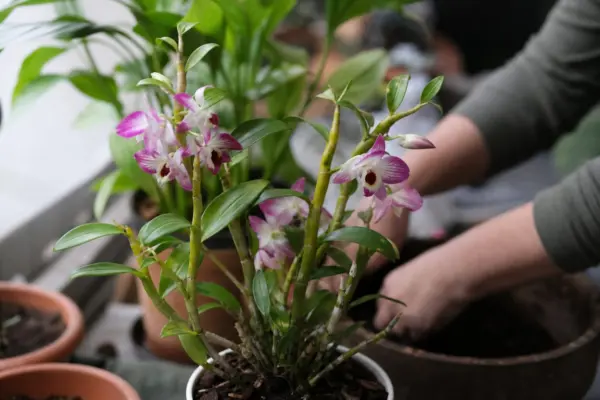 Orhideea Dendrobium (Dendrobium nobile) – plantare și îngrijire pas cu pas