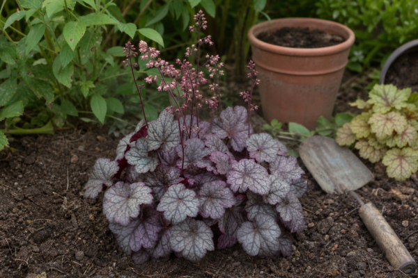 Heuchera micrantha: cum se plantează și cum se îngrijește corect
