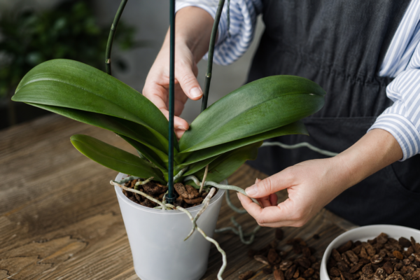 Orhideea (Phalaenopsis): ghid practic de plantare și îngrijire