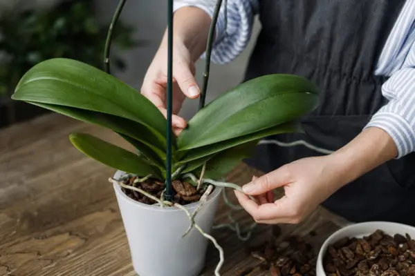 Orhideea (Phalaenopsis): ghid practic de plantare și îngrijire