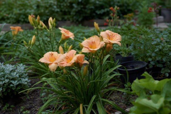 Crinul de o zi (Hemerocallis hybrida) – plantare, udare și întreținere