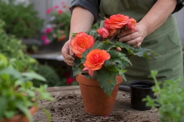 Begonie tuberoasă (Begonia tuberhybrida) – condiții de creștere, plantare și îngrijire