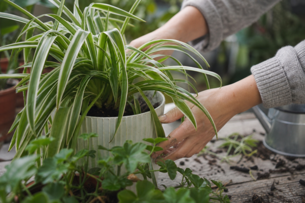 Panglicuța (Chlorophytum comosum) – ghid complet de cultivare și îngrijire
