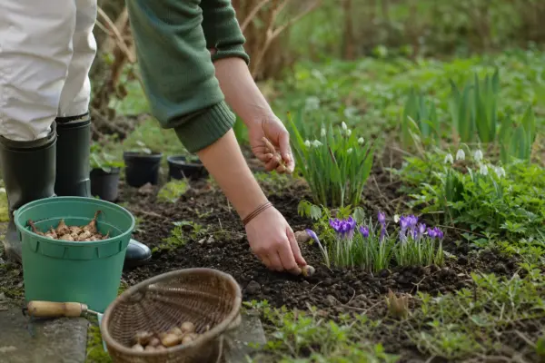 Brândușă (Crocus vernus) – plantare și îngrijire pas cu pas