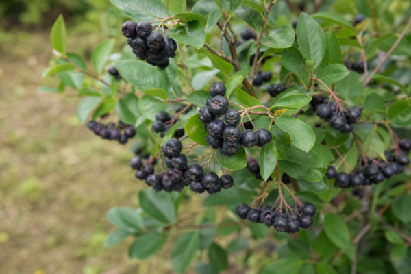 Aronia (Aronia melanocarpa): cum se plantează și cum se îngrijește