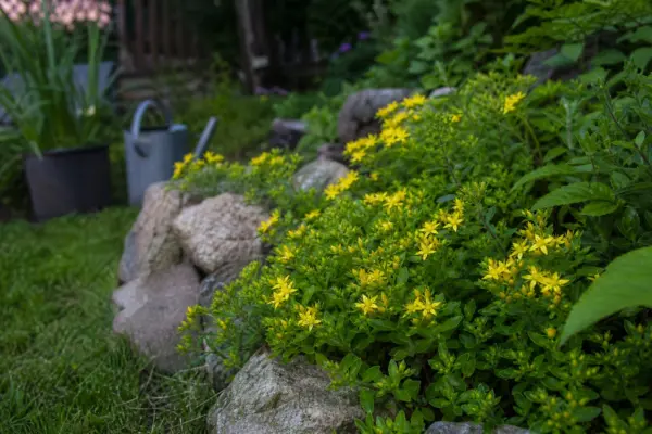 Sunătoare arbustivă (Hypericum calycinum) – plantare, udare și întreținere
