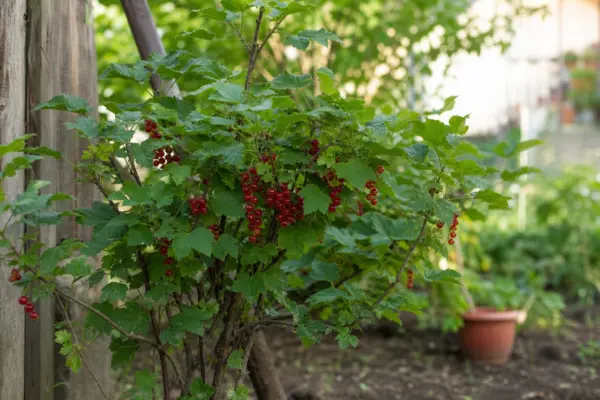 Coacăz roșu (Ribes rubrum): ce condiții cere și cum o îngrijești