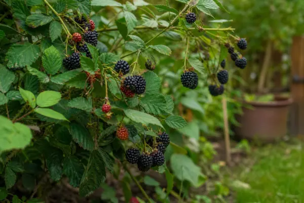 Mur (Rubus fruticosus) – ghid practic de plantare și îngrijire