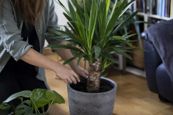 Yucca de apartament (Yucca elephantipes) – sfaturi pentru plantare, creștere și întreținere