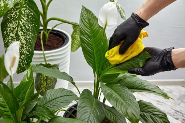 Cum cureți frunzele plantelor de apartament fără să le deteriorezi