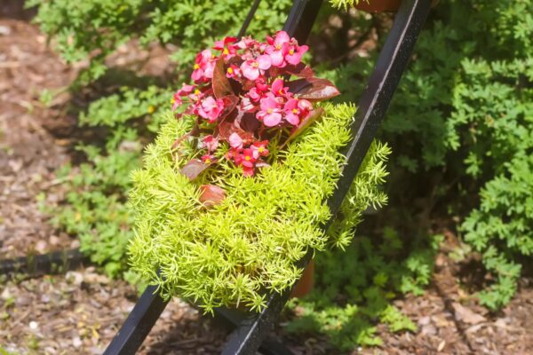 Arbuști ornamentali pentru grădină: ce specii sunt ușor de întreținut
