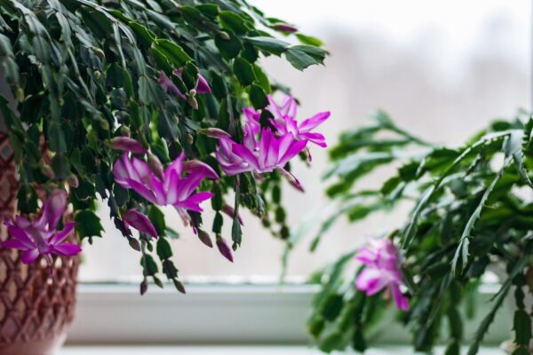 Cum îngrijești florile de apartament pentru a înflori mai des