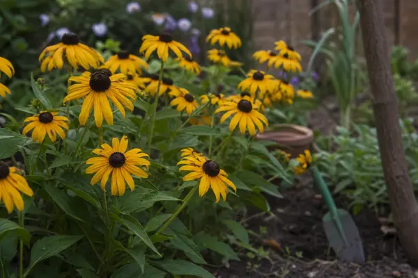 Rudbeckia (Rudbeckia hirta) – sfaturi utile pentru plantare și îngrijire
