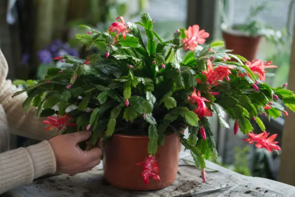 Cactusul de Crăciun (Schlumbergera) – tot ce trebuie să știi despre plantare și îngrijire