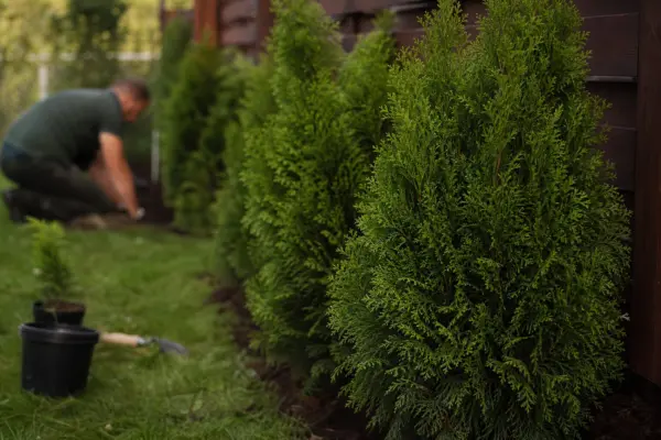 Tuia (Thuja occidentalis) – sfaturi pentru plantare, creștere și întreținere