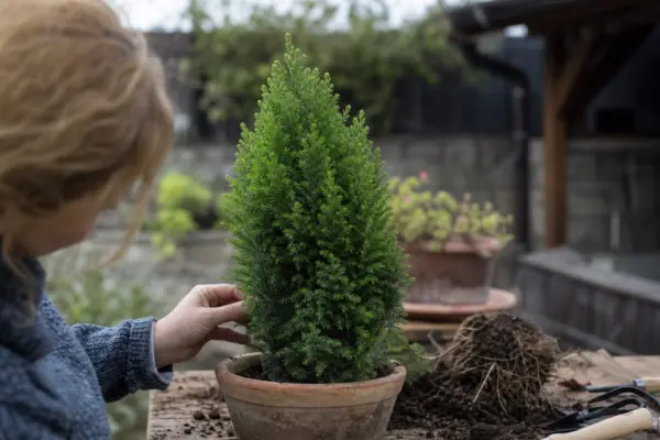 Molid conic (Picea glauca Conica) – plantare, udare și întreținere