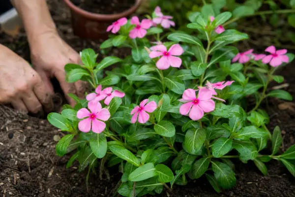 Vinca roz (Catharanthus roseus) – de la plantare la întreținerea de zi cu zi