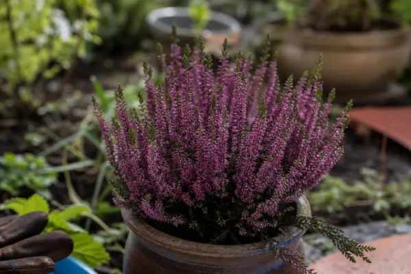 Iarbă neagră (Erica carnea) – plantare, îngrijire și greșeli de evitat