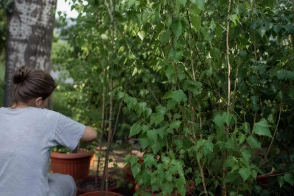 Mesteacăn (Betula pendula) – tot ce trebuie să știi despre plantare și îngrijire