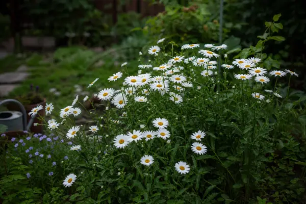 Margareta (Leucanthemum vulgare) – sfaturi pentru plantare, creștere și întreținere