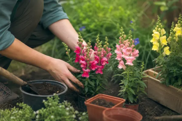 Gura-leului (Antirrhinum majus) – ghid practic de plantare și îngrijire