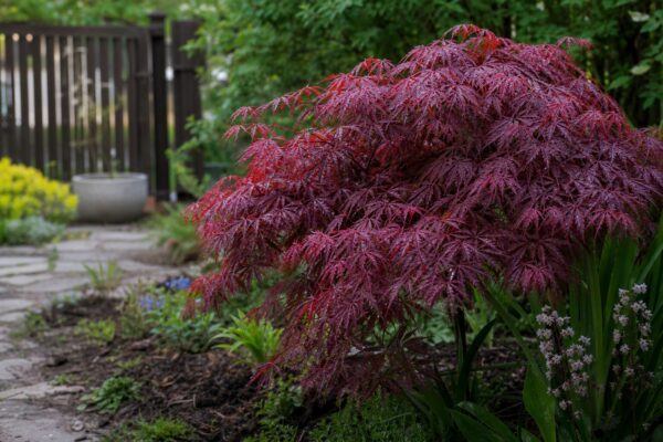 Arțar japonez (Acer palmatum) – ghid complet de cultivare și îngrijire