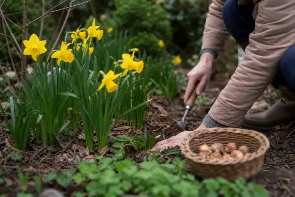 Narcisa (Narcissus) – condiții de creștere, plantare și îngrijire